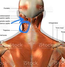 It can have many causes, ranging from a muscle strain to a hunching your back, tilting your head down, or sitting to one side—while working behind a desk or reading from a cell phone, for example—can weaken. Woke Up With Really Bad Pain The Left Side Of My Neck Any Advice For What It Is Posturetipsguide