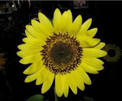 Namun untuk bisa berbunga sepertinya butuh waktu sekitar 3 bulan. 14 Jenis Jenis Bunga Matahari Ini Melambangkan Kesetiaan Bagi Info