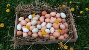 It doesn't make a difference, unless your incubator temperature is off. Raising Chickens 101 Collecting Storing And Hatching Chicken Eggs The Old Farmer S Almanac