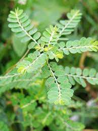 Image result for Phyllanthus fraternus