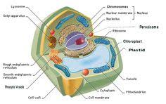 From the virtual cell biology classroom on scienceprofonline.com 15 Cell Structure Ideas Cell Structure Cell Animal Cell