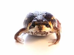 Dont forget to subscribe to our newsletter for all the current discounts and free offers. Rain Frog For Sale Reptiles For Sale