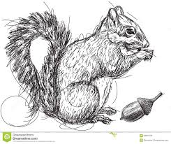 How to draw a squirrel eating a nut. Squirrel Nut Sketch Stock Vector Illustration Of Doodle 59957533 Squirrel Animal Drawings Illustration