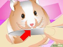 Many factors affect a hamsters life span, they include; 3 Ways To Make Your Hamster Live Longer Wikihow