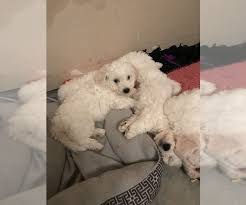 Visit petland dallas for puppy playtime. Litter Of 7 Bichon Frise Puppies For Sale In Navasota Tx Adn 132990 On Puppyfinder Com Gender Male Age 13 Weeks Old Bichon Frise Puppy Bichon Bichon Frise
