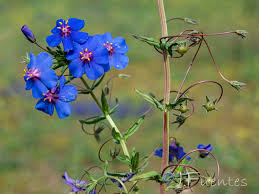 Image result for Lysimachia monelli