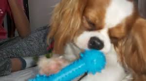 Yavru Kopek Havlama Sesi Cavalier King Charles Spaniel Youtube