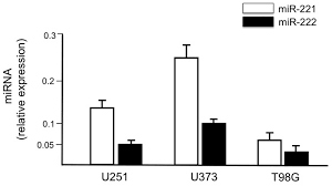 What are cell lines used for. High Levels Of Apoptosis Are Induced In Human Glioma Cell Lines By Co Administration Of Peptide Nucleic Acids Targeting Mir 221 And Mir 222