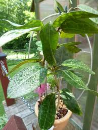 Image result for Hugonia elliptica