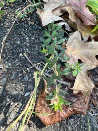 Image result for Macrotyloma africanum