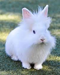 Check spelling or type a new query. Pin On My Bunny Rudy