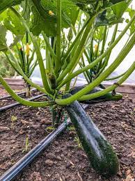 It S Zucchini Season How You Ve Been Growing Them All Wrong Growing Zucchini Zucchini Plants Home Vegetable Garden