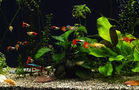Florida 10 species live aquarium plants bundle 6. 10 Awesome Flowering Aquarium Plants Species Guide