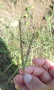 Image result for Diheteropogon amplectens