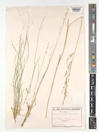 Image result for Danthoniopsis chimanimaniensis