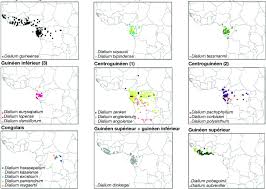 Image result for Dialium englerianum