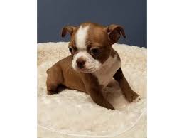 Boston terrier puppies, troy, missouri. Boston Terrier Puppies For Sale San Antonio Petsidi