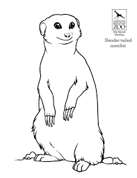 Also you can search for other artwork with our tools. Cheyennemountainzoo Ø¯Ø± ØªÙˆÛŒÛŒØªØ± It S Time For A Moment Of Cmzoozen Meerkat Style Print Out This Coloring Page Of A Member Of Our Meerkat Mob And Add Your Own Artistic Flair Will