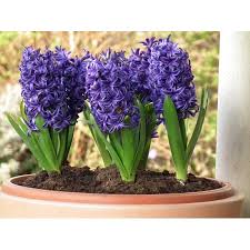 Maybe you would like to learn more about one of these? Blushing Blue Double Hyacinth Bulbs 8 Count Walmart Com Plants House Plants Bulb Flowers