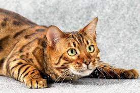 Bengal kitten breeders in massachusetts. Bengal Cat Bengalcatsrule Twitter