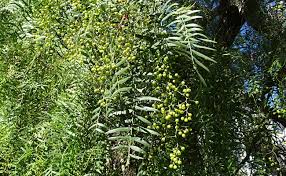 Poivre Rose Schinus Molle Faux Poivrier Plantation Culture