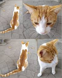 Garfield Cat Kedi Ordu