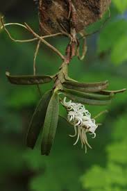 Image result for Cyrtorchis