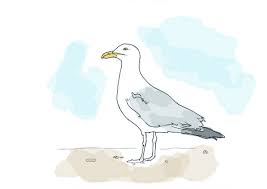 Pin On Seagulls