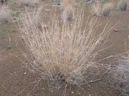 Image result for Stipagrostis uniplumis