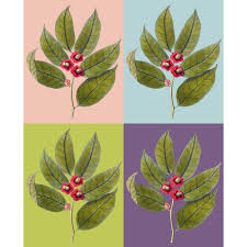 Image result for Heisteria