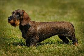 Image result for jezevčík drsnosrstý