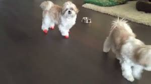 Check spelling or type a new query. Shih Tzu Doggies Wears Pawz Dog Booties The First Time ç‹—ç‹—ç¬¬ä¸€æ¬¡ç©¿pawzæ°£çƒéž‹ Youtube