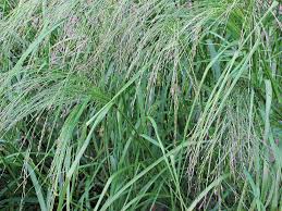 Image result for Eragrostis chapelieri