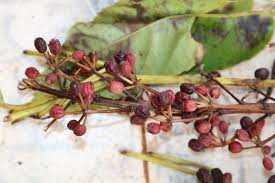 Image result for Astropanax