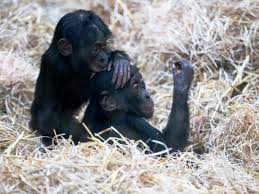 I use the like (heart) to mark. Zuwachs Im Kolner Zoo Vier Bonobos Von Berlin An Den Rhein Gezogen