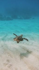 Vector sea turtle in abstract composition. Sea Turtle Iphone Wallpaper Sea Turtle Wallpaper Turtle Wallpaper Turtle Background