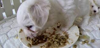Yavru Bir Terrier Maltese Ilk Beslenmesi Nasil Olmalidir