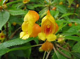 Image result for Balsaminaceae