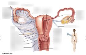 Human body anatomy medical scheme with internal organs. Internal Female Reproductive Organs Posterior View Diagram Quizlet