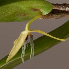 Image result for Bulbophyllum intertextum