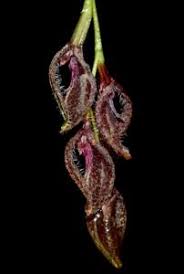 Image result for Ancistrorhynchus clandestinus