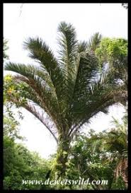 Image result for Raphia australis