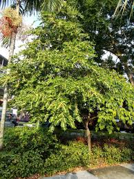 Image result for Suregada procera