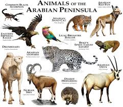 Animals Of The Arabian Peninsula By Rogerdhall On Deviantart Animals Animal Posters African Animals