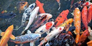 Ikan dari air tawar terkenal sebagai ikan yang mudah untuk menjaga jenis ikan hias ini tidaklah sulit karena ikan komet tidaklah rewel. 8 Jenis Ikan Hias Yang Populer Dipelihara Ada Yang Harganya Miliaran Rupiah Merdeka Com