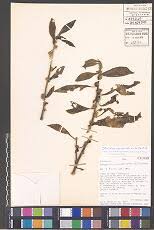 Image result for Struchium sparganophorum