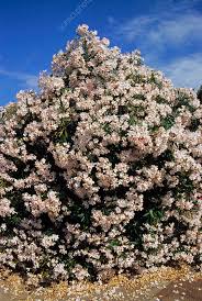 Image result for Nerium oleander