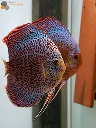 Pin By Fabiano Vasconcelos On Freshwater Fishes Discus Fish Discus Discus Aquarium