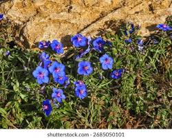 Image result for Lysimachia monelli