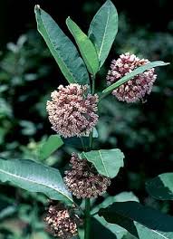Common Milkweed Is Coming In To Flower At Our House The Sandy Soil Is So Dry Even The Milkweeds Look A Little Wilted Asclepias Milkweed Seeds Milkweed Plant